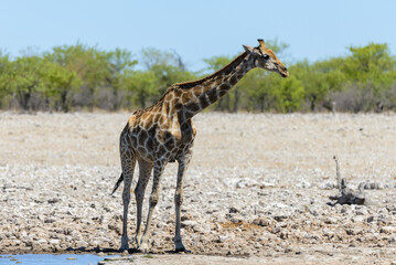 Naklejka na ściany i meble Giraffe on waterhole in the African savanna