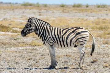 Plakat Wild zebra walking in the African savanna