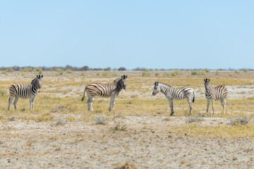 Fototapeta na wymiar Wild zebra walking in the African savanna