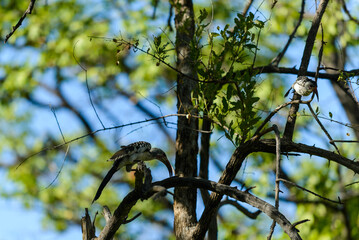 Yellow-billed Toko on the tree