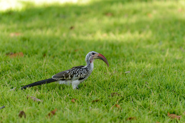 Obraz premium Yellow-billed Toko on the grass