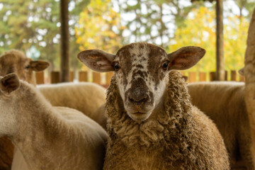 Brown sheep looking at camera with muzzle dirty with feed
