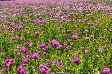 Fototapeta premium Poppies, vlčí máky, obilí, corn, pole, field, nature