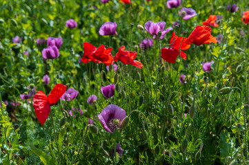 Poppies, vlčí máky, obilí, corn, pole, field, nature