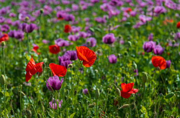 Poppies, vlčí máky, obilí, corn, pole, field, nature