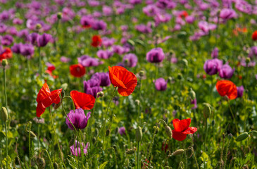 Naklejka premium Poppies, vlčí máky, obilí, corn, pole, field, nature