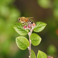 butterfly on leaf