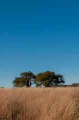 Calden forest landscape, Geoffraea decorticans plants, La Pampa province, Patagonia, Argentina.