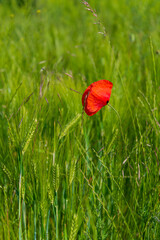 Poppies, vlčí máky, obilí, corn, pole, field, nature