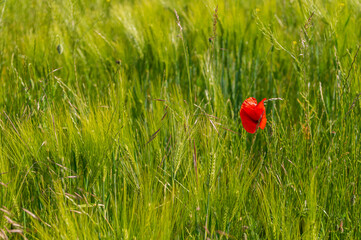 Poppies, vlčí máky, obilí, corn, pole, field, nature