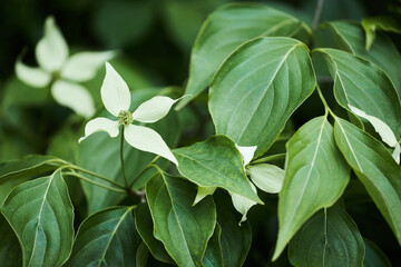 Flowering Chinese dogwood plant in spring (Cornus kousa). Common names include kousa dogwood, Chinese, Korean and Japanese dogwood. 