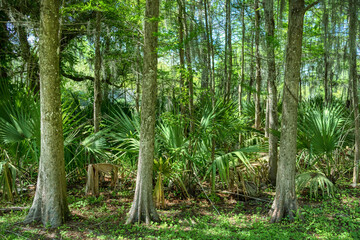 Jungle Garden, Avery Island, Louisiana