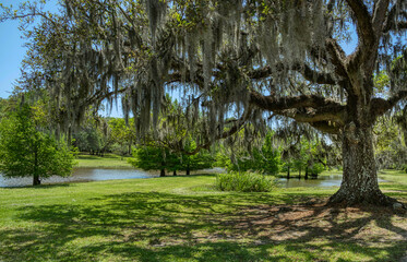 Jungle Garden, Avery Island, Louisiana