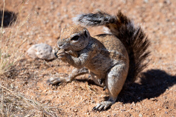 Naklejka na ściany i meble The African ground squirrels (genus Xerus) staying on dry stones of Kalahari desert and feeding. Up to close. Feeding ground squirrel.
