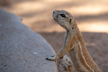 The African ground squirrels (genus Xerus) staying on dry stones of Kalahari desert and feeding. Up to close. Feeding ground squirrel.