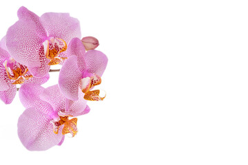 Fototapeta na wymiar pink spotted orchid flowers on a white background. Horizontal photo, copy space