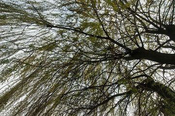 A tent of willow branches with young spring leaves against the sky