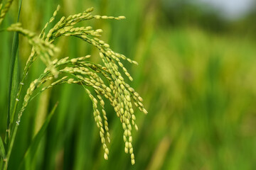 Newly grown paddy panicle view in the morning light. Portrait of paddy seeds.