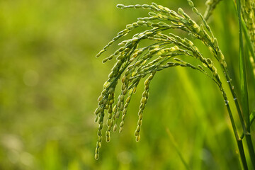 Newly grown paddy panicle view against the morning light. Portrait of paddy seeds. - obrazy, fototapety, plakaty