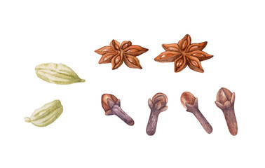 Watercolor spices isolated on white. Cardamon, anise, cloves.