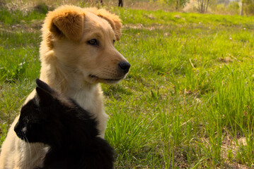 Puppy and cat on spring, green grass.