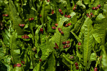 plant horseradish bugs red soldiers
