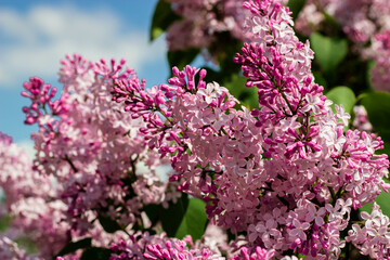lilac flowers bush garden foliage