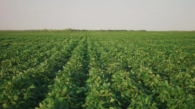 soybean sunlight soy field of green plants a general plan nature agriculture. organic farming. agriculture plantation business farm concept. soy vegetable healthy food agriculture