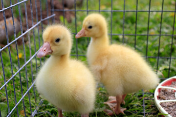 The concept of keeping animals and birds in locks, in cages. Cute ducklings in a cage.