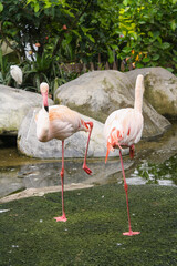 Close up of 2 flamingos standing with one leg at the pond of a zoo in Malang, East Java, Indonesia. No people. For education background purposes. 