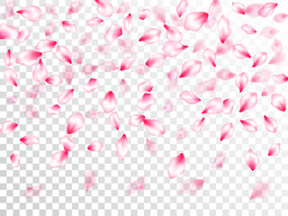 Pink sakura petals confetti flying and falling