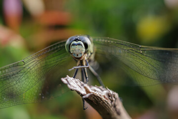 close up of dragonfly