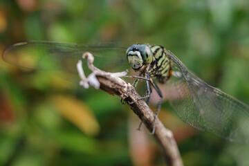 close up of a dragonfly