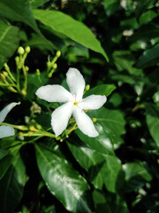 Fototapeta na wymiar Close up shot of white flower 