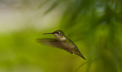 hummingbird