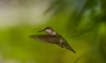 green winged kingfisher