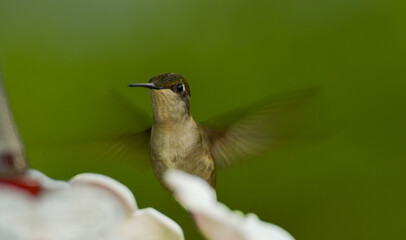 hummingbird in flight