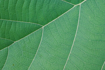 green leaf texture