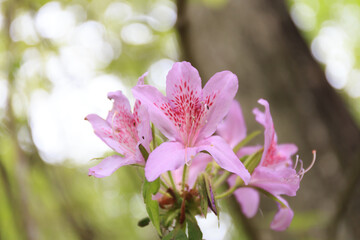 Obraz premium 椿 春の山