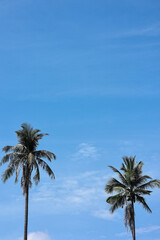 Coconut palm trees with blue sky for nature background.