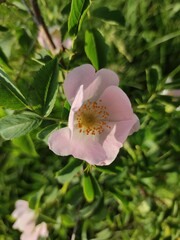 pink wild rose flower
