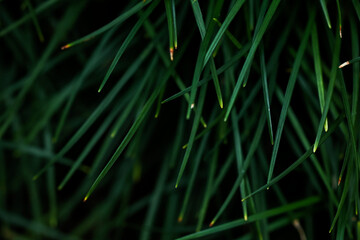  Abtract natural green leaf for nature background.