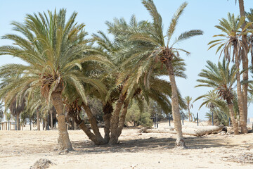 Prophet Moses Springs, Water wells and palms in Sinai Peninsula, Ras Sidr, Egypt, The Springs of...