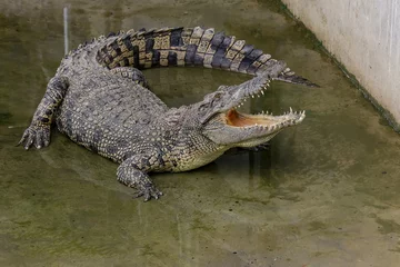 Wandcirkels tuinposter Close up crocodile is action show head in garden © pumppump