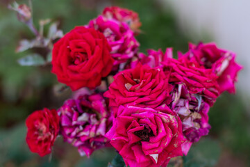 pink rose bush. Selective focus