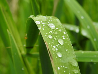 dew on grass