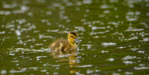 ducklings in the water