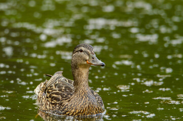 duck on the water