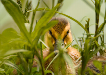 Mallard duckling 