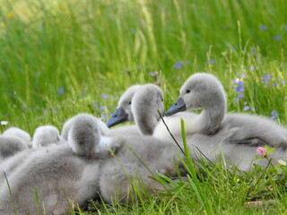 Little cute cygnets 